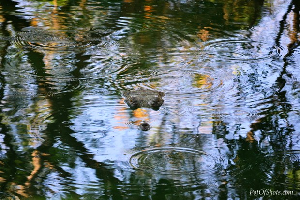 My visit to Madras Crocodile Bank, Chennai in New York, NY