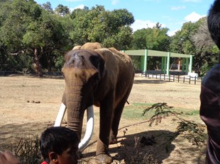 Mysore Zoo in New York, NY