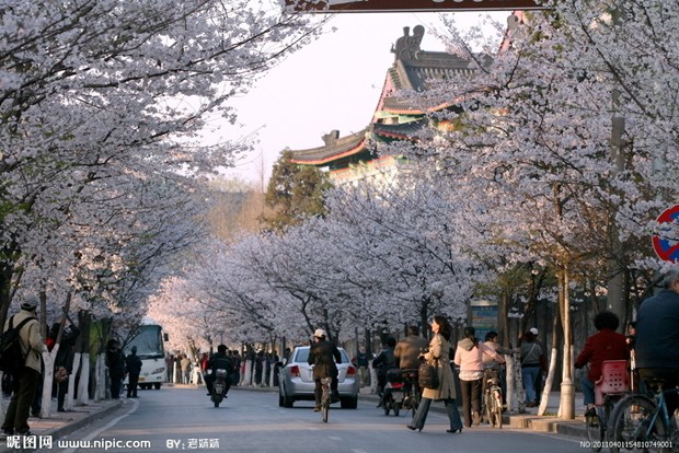 Sakura and some other pics of Nanjing in New York, NY