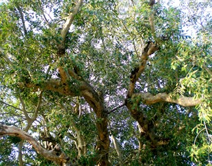 Lord Agneeswarar Temple at Neyveli, Tiruivallur District. in New York, NY
