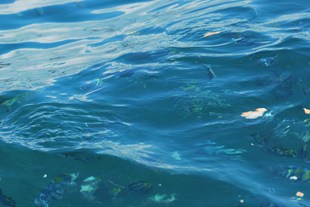 Scuba Diving in Bali in New York, NY