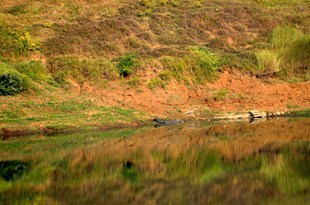 A day in Panna Wildlife Reserve in New York, NY