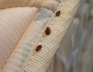 Bed Bugs Pest Control Services in Pune, Killer, Removal, Extermination ...