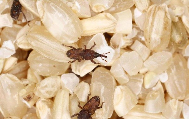 Weevils+in+Spices Get Rid of Common Pantry Pests | Sulekha Modular Kitchen