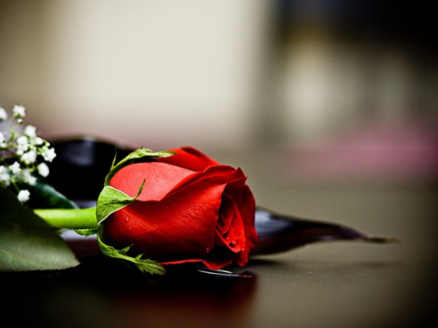rose day propose day kiss day