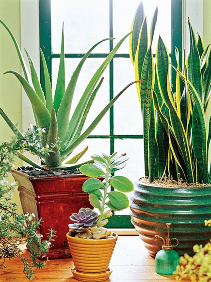 How To Keep Your House Plants Healthy Sulekha Home Talk How To Keep Your House Plants Healthy