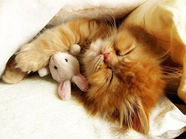 Adorably cute animals cuddling with their stuffed toys | Sulekha Home Talk