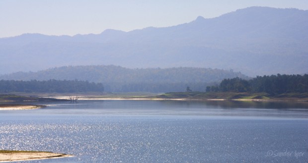 A Walk in jungle in New York, NY