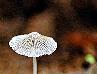 Wild and Beautiful in New York, NY