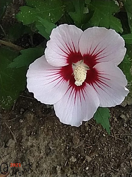 A Celebration of Blogging